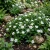 Periwinkle Dwarf Little Bright Eyes Catharanthus Roseus Seeds