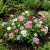 Periwinkle Dwarf Little Mix Catharanthus Roseus Seeds
