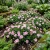 Periwinkle Dwarf Pink Little Delicata Catharanthus Roseus Seeds