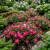 Periwinkle Dwarf Rose Little Linda Catharanthus Roseus Seeds