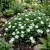 Periwinkle Dwarf White Little Blanche Catharanthus Roseus
