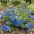 Pimpernel Blue Anagallis Monelli Seeds