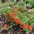 Pimpernel Scarlet Seeds Anagallis Monelli Seeds