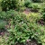 Knotweed Pink Punching Balls Polygonum Capitatum Seeds 2
