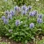 Prunella Self Heal Light Blue Prunella Grandiflora Seeds