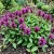 Prunella Self Heal Red Purple Prunella Grandiflora Rubra Seeds 