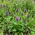 Prunella Self Heal Prunella Vulgaris Seeds 3
