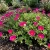Purslane Toucan Fuchsia Portulaca Oleracea Seeds