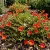 Purslane Toucan Scarlet Shades Portulaca Oleracea Seeds