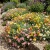 Rock Rose Mutabile Mix Helianthemum Nummularium Seeds
