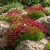 Rockfoil Purple Robe Saxifraga Arendsii Seeds