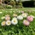 Daisy English Bellis Perennis Seeds