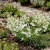 Nodding Catchfly White Snowdrop Silene Pendula Seeds 