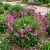 Catchfly Nodding Rose Triumph Silene Pendula Seeds