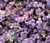 New Zealand Burr Acaena Inermis Purpurea Seeds