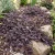 New Zealand Burr Acaena Inermis Purpurea Seeds