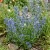 Viper's Bugloss Blue Bedder Dwarf Echium Plantagineum Seeds 