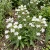 Viper's Bugloss White Bedder Dwarf Echium Plantagineum Seeds