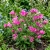 Viper's Bugloss Rose Pink Bedder Dwarf Echium Plantagineum Seeds