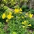 Primrose Evening Oenothera Lamarckiana Seeds 