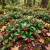 Wintergreen Creeping Gaultheria Procumbens Seeds