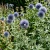 Globe Thistle Blue Echinops Ritro Seeds