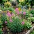 Fireweed Epilobium Angustifolium Seeds
