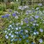 Wildflower Mix Blue Seeds