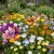 Wildflower Mix Bulb Blanket Seeds 