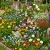 Wildflower Mix Cascade Kaleidoscope Seeds