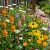 Wildflower Mix Cascade Perennial Seeds