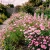 Wildflower Mix Pink Seeds
