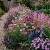 Wildflower Mix Purple Seeds