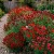 Wildflower Mix Red Seeds