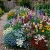 Wildflower Mix Shady Lane Seeds