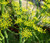 Fennel Florence Organic Anise Foeniculum Vulgare Seeds