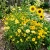 Wildflower Mix Yellow Seeds