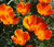 California Poppy Mikado Seeds Eschscholzia Californica 