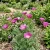 California Poppy Purple Gleam Eschscholzia Californica  Seeds  p2