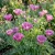 California Poppy Purple Gleam Eschscholzia Californica  Seeds 