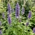 Korean Mint Agastache Rugosa Seeds