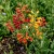 Chilean Glory Vine Mix Eccremocarpus Scaber Seeds