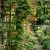 Chilean Glory Vine Mix Eccremocarpus Scaber Seeds p3