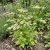 Feverfew Organic Tanacetum Parthenium Seeds