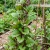 Malabar Spinach Red Stem Basella Rubra Seeds 