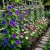 Morning Glory Japanese Blue Picotee Ipomoea Nil Seeds