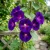 Morning Glory Grandpa Ott Ipomoea Purpurea Seeds 