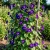 Morning Glory Grandpa Ott Ipomoea Purpurea Seeds 2