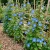 Morning Glory Caprice Ipomoea Purpurea Seeds 2
