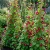 Morning Glory Crimson Rambler Ipomoea Purpurea Seeds 2